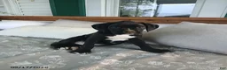 Boxer dogs for sale: Pokey - Ad 1
