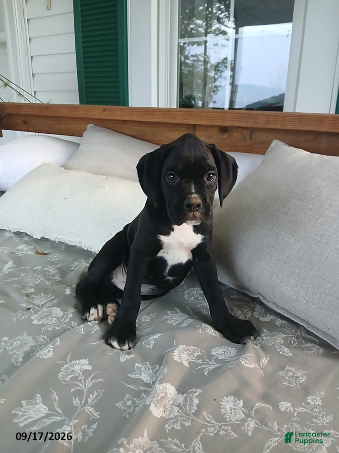 Boxer dogs for sale: Pokey - Ad 1