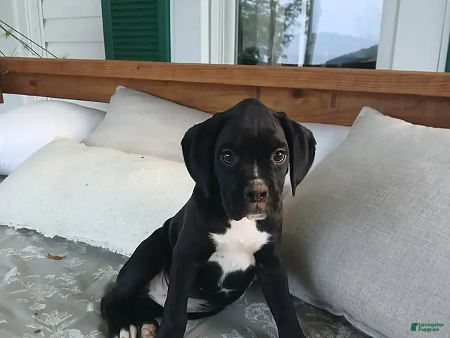 Boxer dogs Pokey - Ad 1