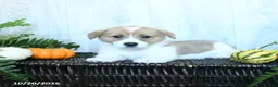 Welsh Corgi Pembroke dogs for sale: Ken  - Ad 4