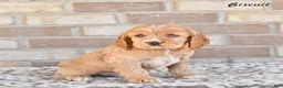 Cocker Spaniel dogs for sale: Biscuit  - Ad 1