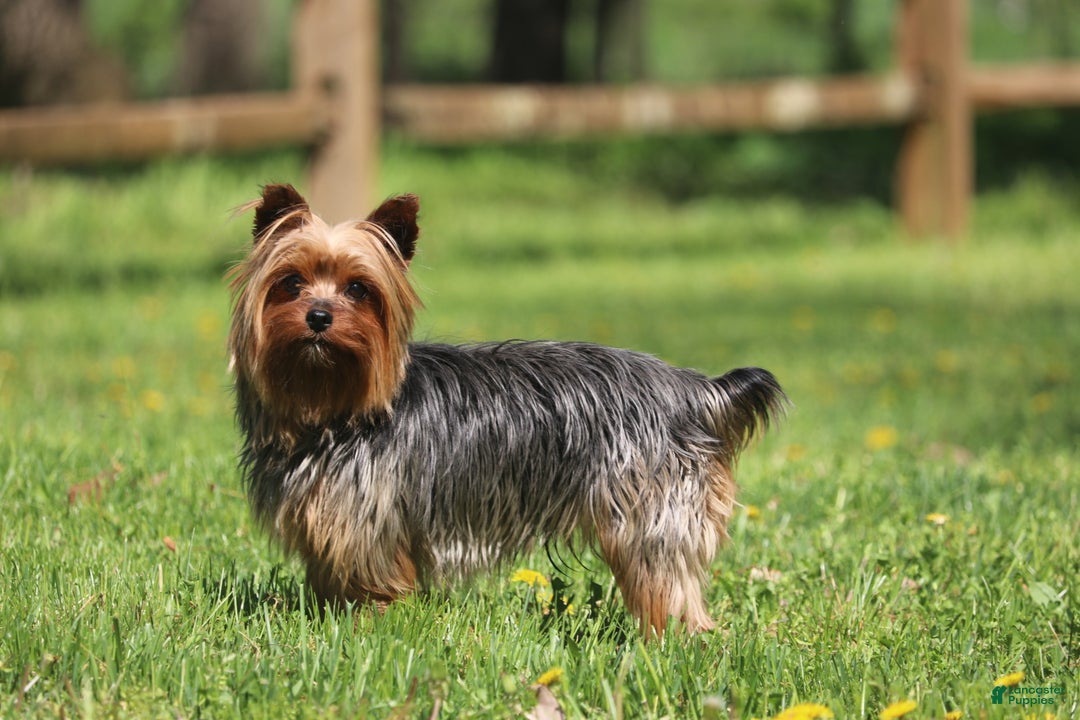 Yorkshire Terrier dogs for sale: Harmony - Ad 4