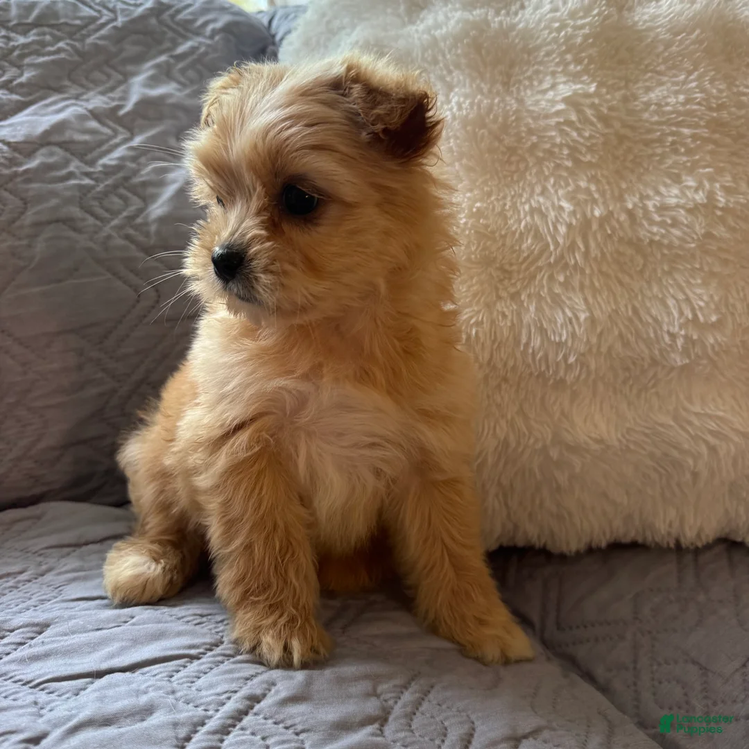 Shorkie dogs for sale: Bailey - Ad 2