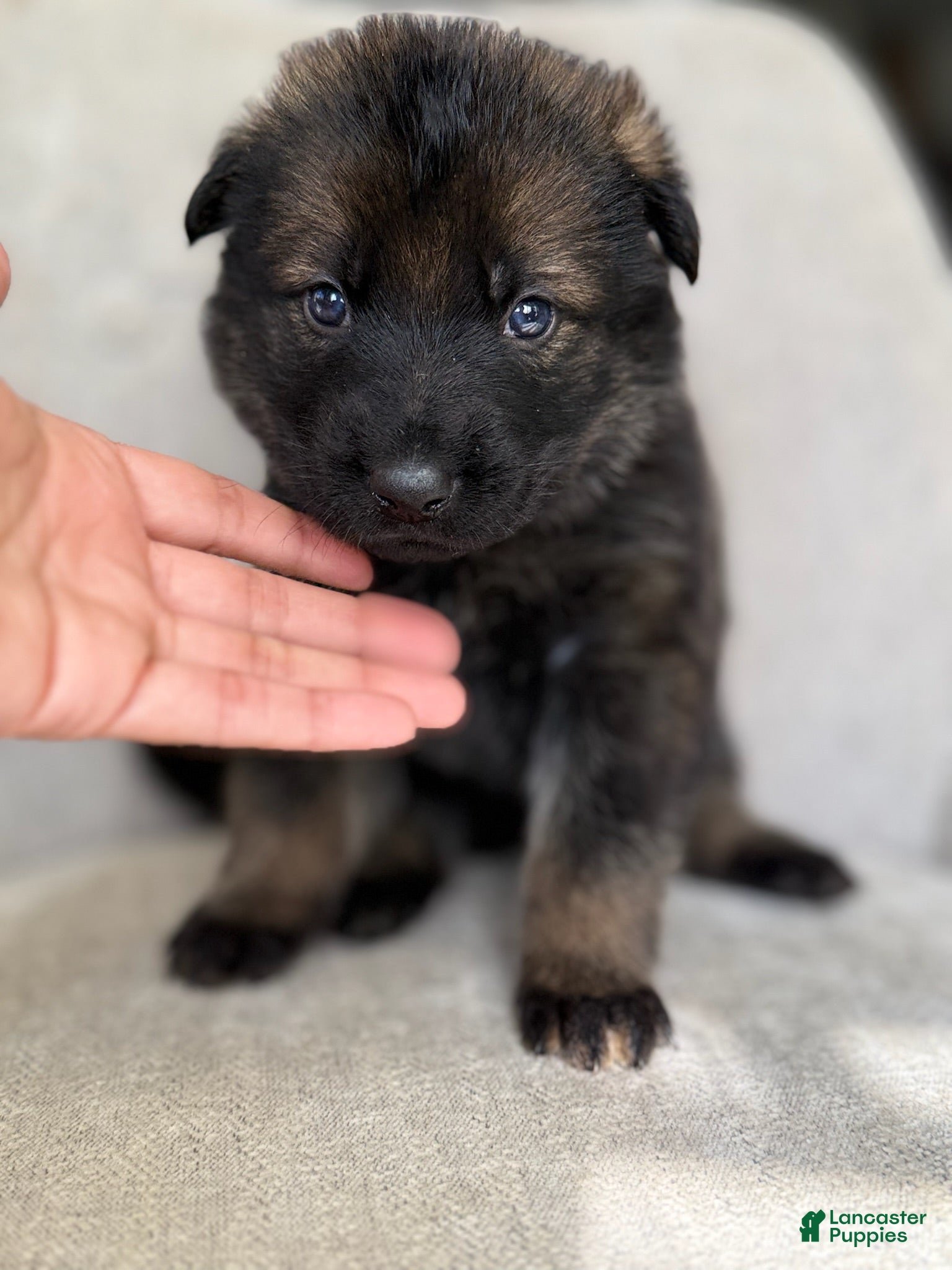 German Shepherd dogs German Shepherd Puppy Wolf - Ad 6