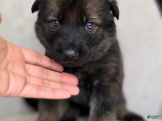 German Shepherd dogs German Shepherd Puppy Wolf - Ad 16