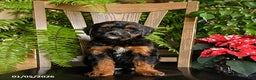 Mini Bernedoodle dogs for sale: Tucker - Ad 4
