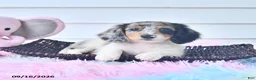 Miniature Dachshund dogs for sale: Fanta  - Ad 1