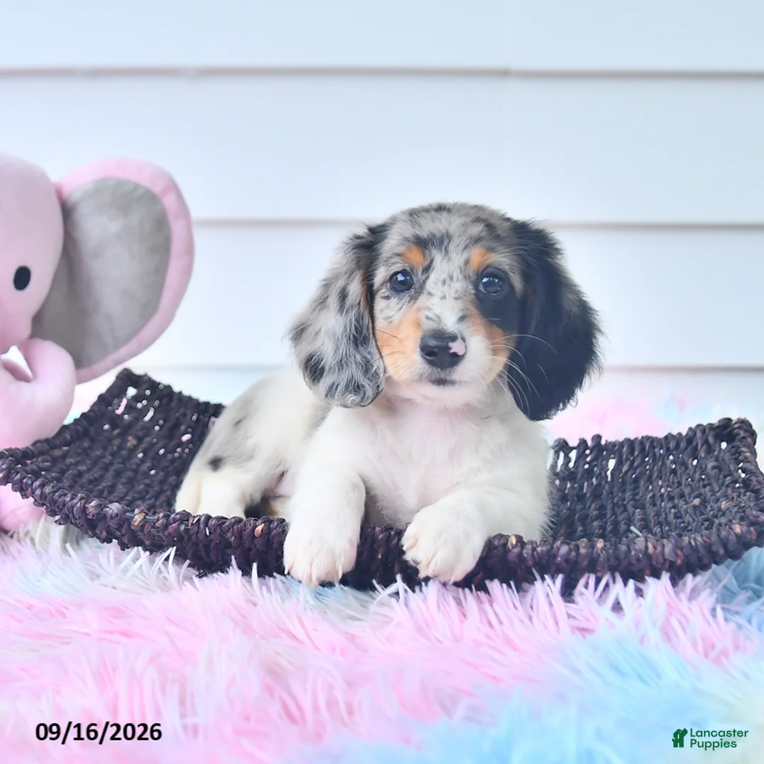 Miniature Dachshund dogs for sale: Fanta  - Ad 1