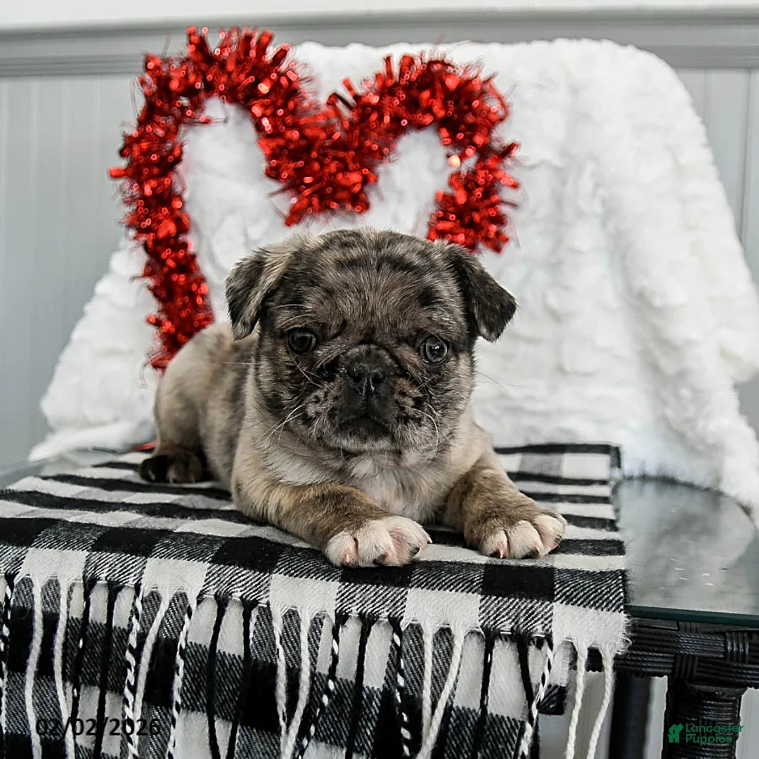 Pug dogs for sale: Candy - Ad 3