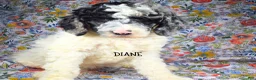 Mixed Breed dogs for sale: Diane - Ad 1