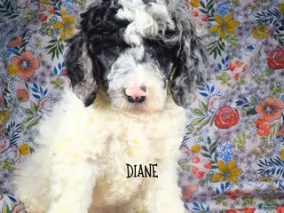 Mixed Breed dogs for sale: Diane - Ad 2