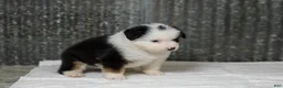 Miniature Australian Shepherd dogs for sale: Larana Miniature Australian Shepherd Puppy  - Ad 6