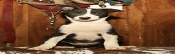 Border Collie dogs for sale: Charlie - Ad 3