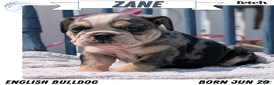 Zane