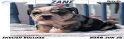 English Bulldog dogs for sale: Zane - Ad 1