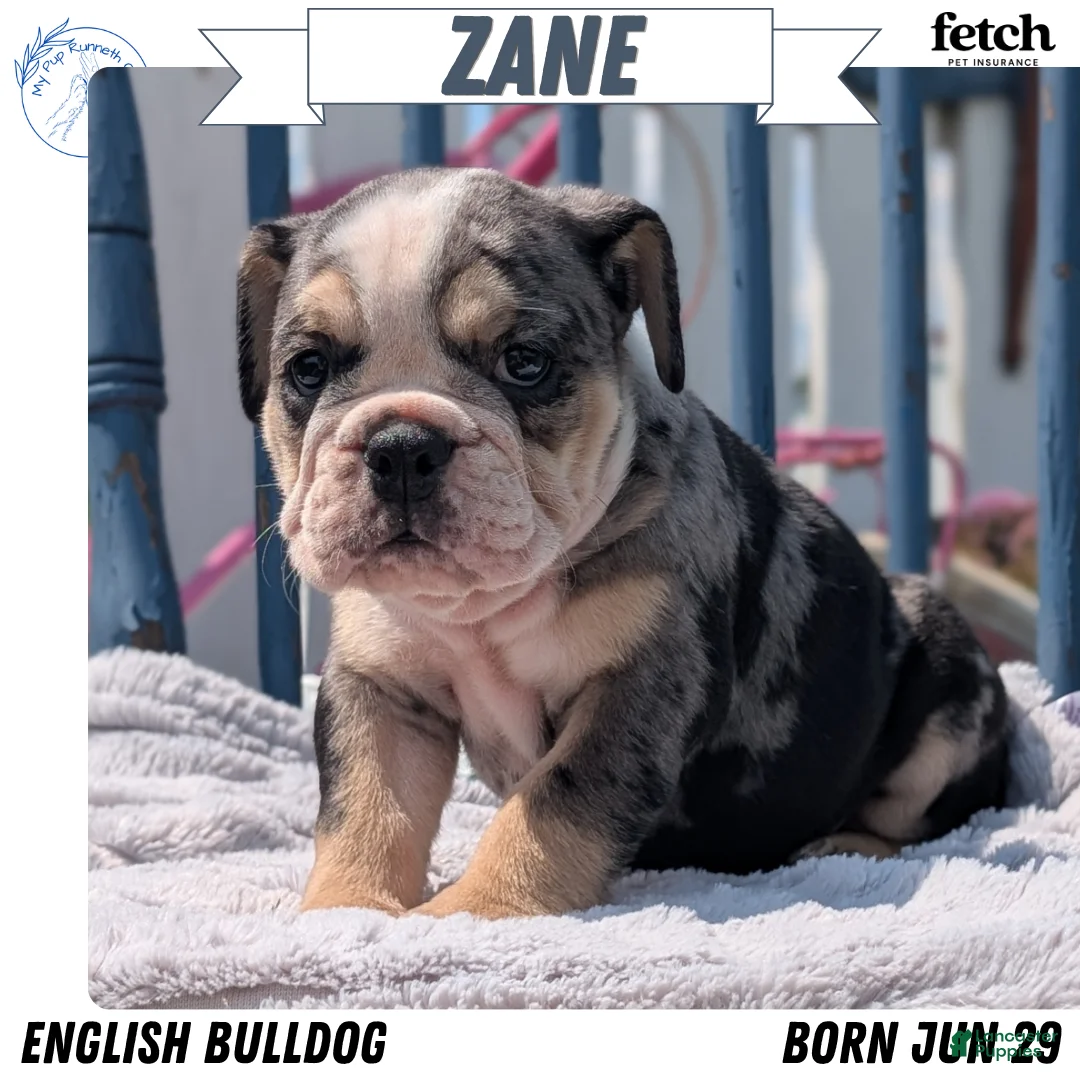 English Bulldog dogs for sale: Zane - Ad 1