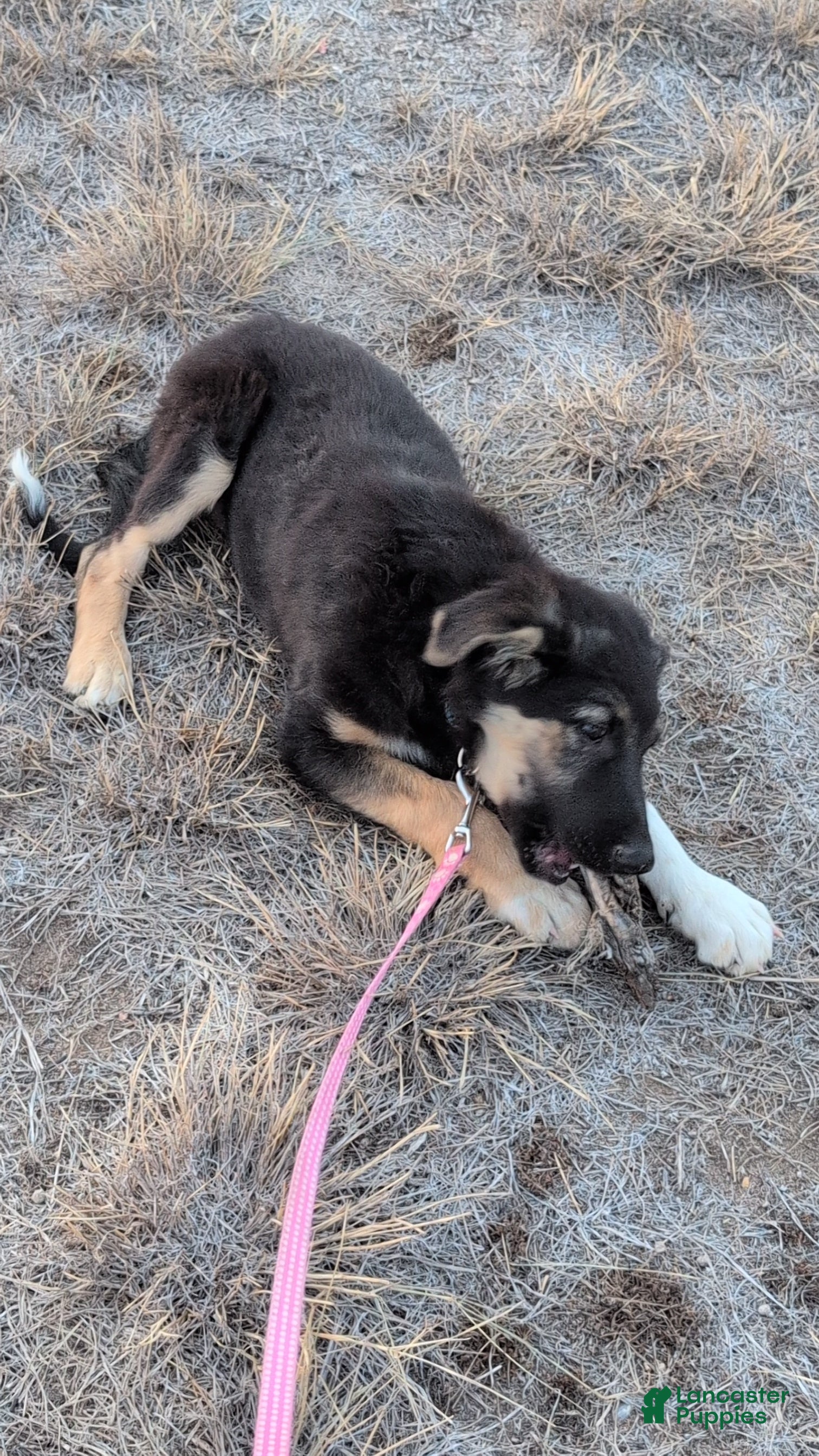 Mixed Breed dogs Zero  - Ad 15