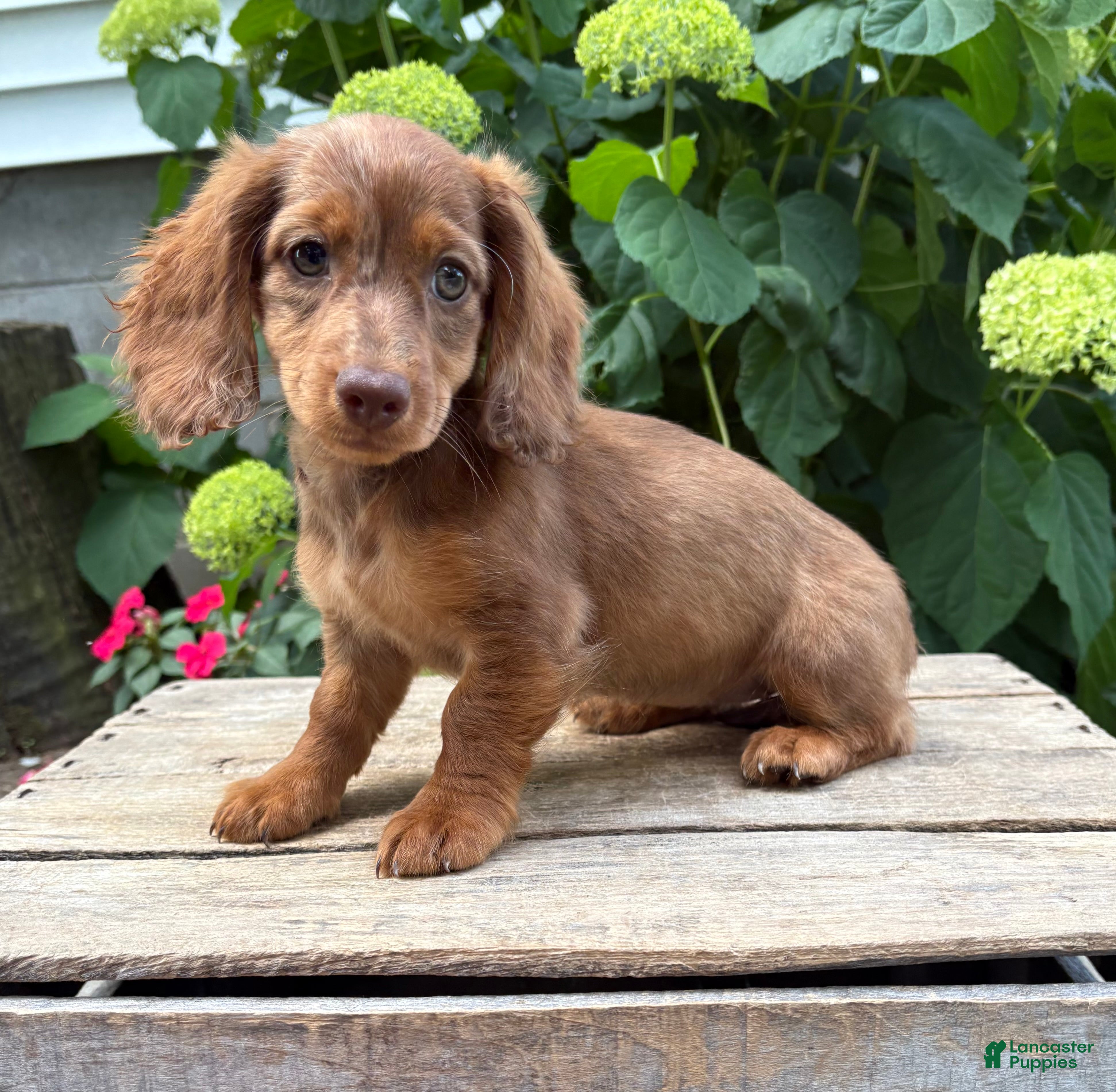 Dachshund dogs Aerie - Ad 1