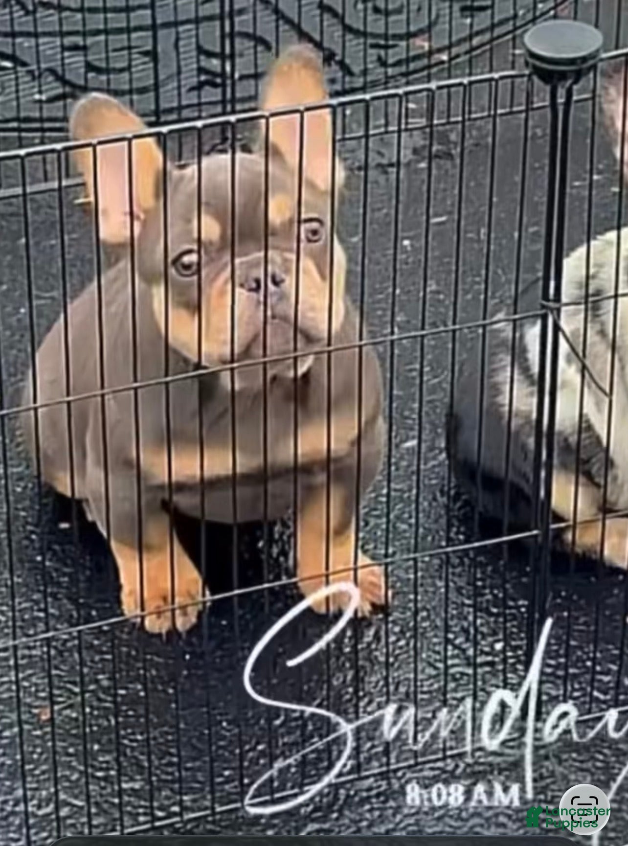 French Bulldog dogs Blue Papa  - Ad 1