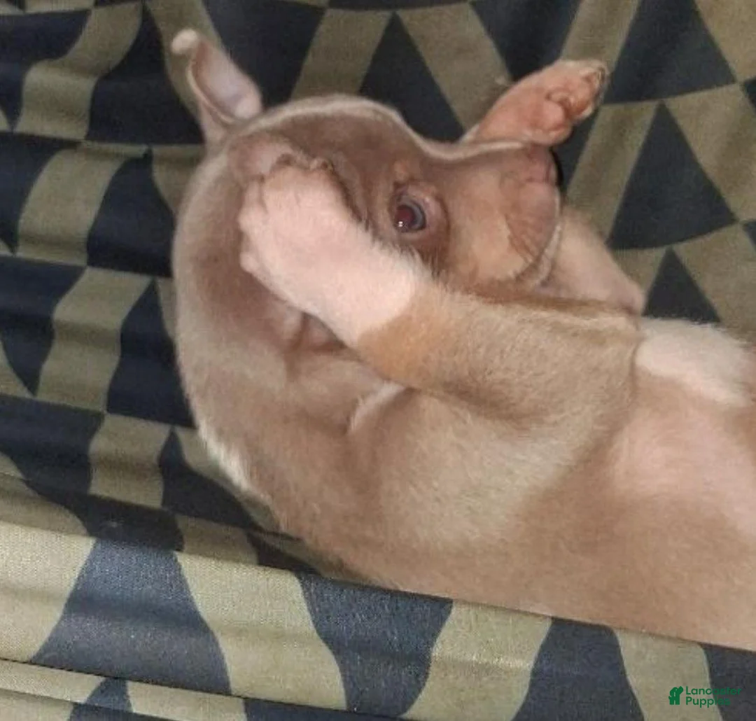 Chihuahua dogs for sale: Leo - Ad 2