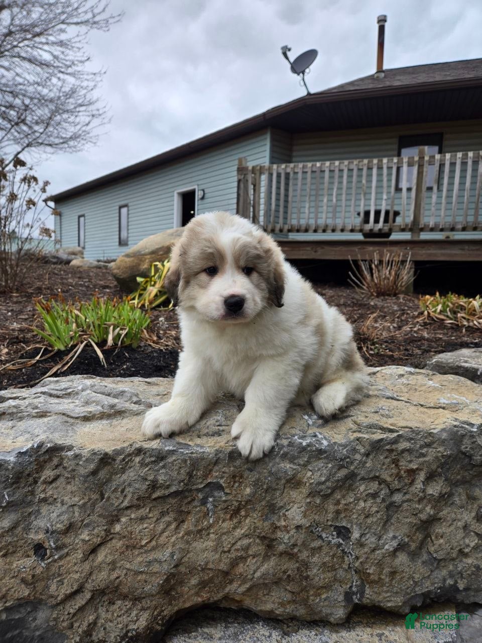 Great Pyrenees dogs Hunter - Ad 2