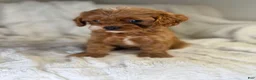 Cavapoo dogs for sale: Apollo - Ad 6