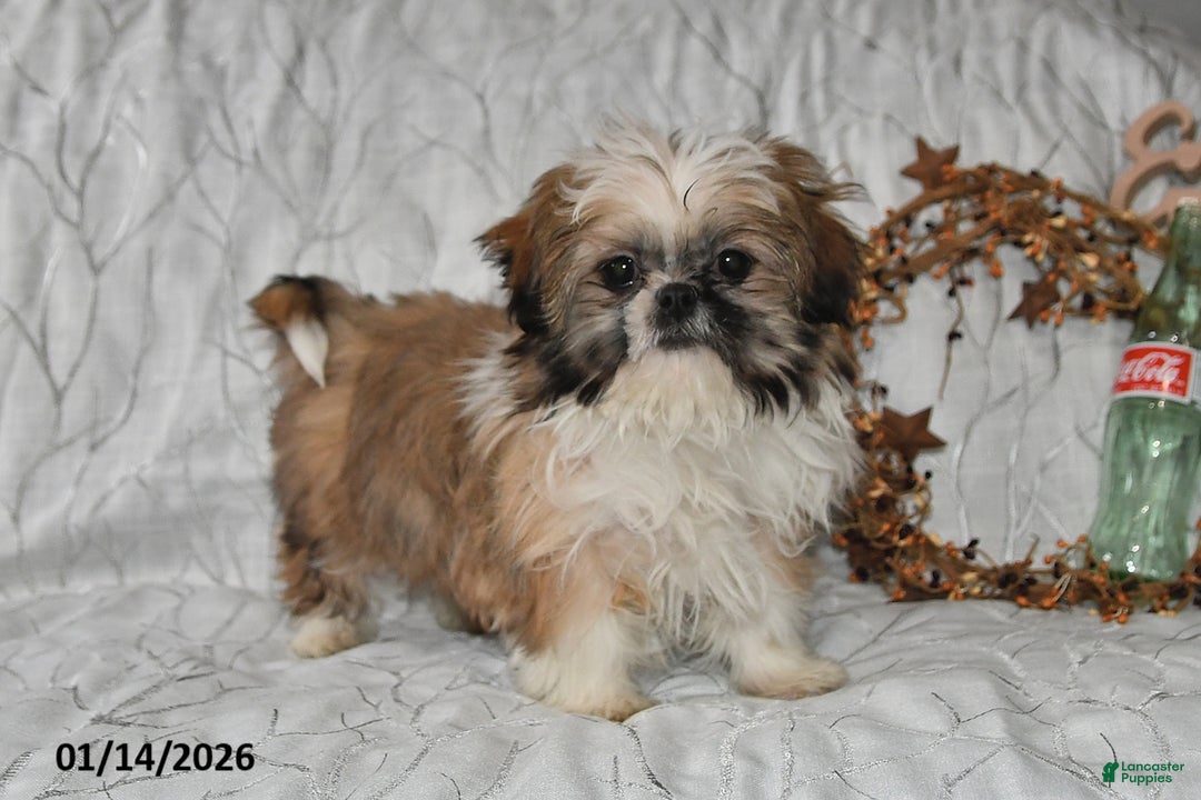 Shih Tzu dogs for sale: Darrin - Ad 3