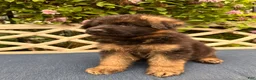 German Shepherd dogs for sale: Jasper - Ad 11