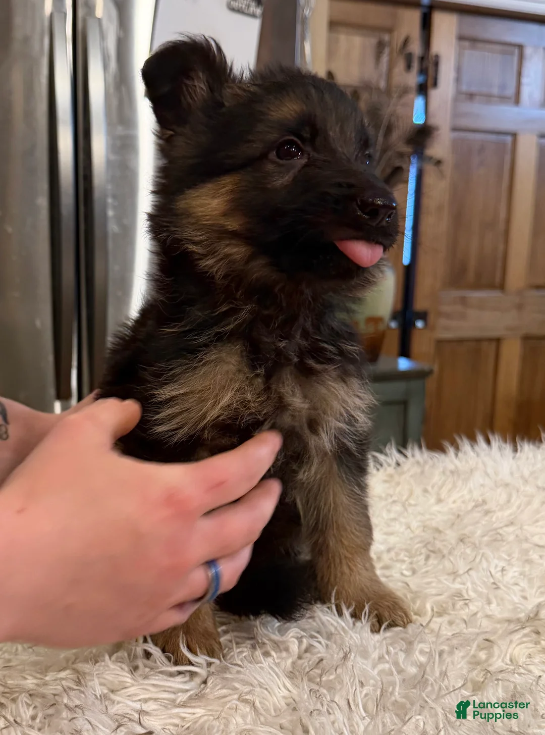 German Shepherd dogs for sale: German Shepherd Puppy 3 - Ad 1
