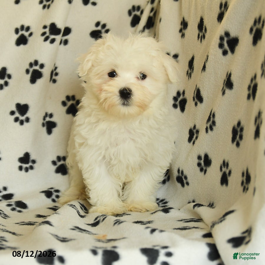 Maltese dogs Polar - Ad 1