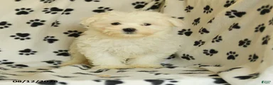 Polar