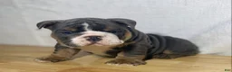 English Bulldog dogs for sale: Duke - Ad 2