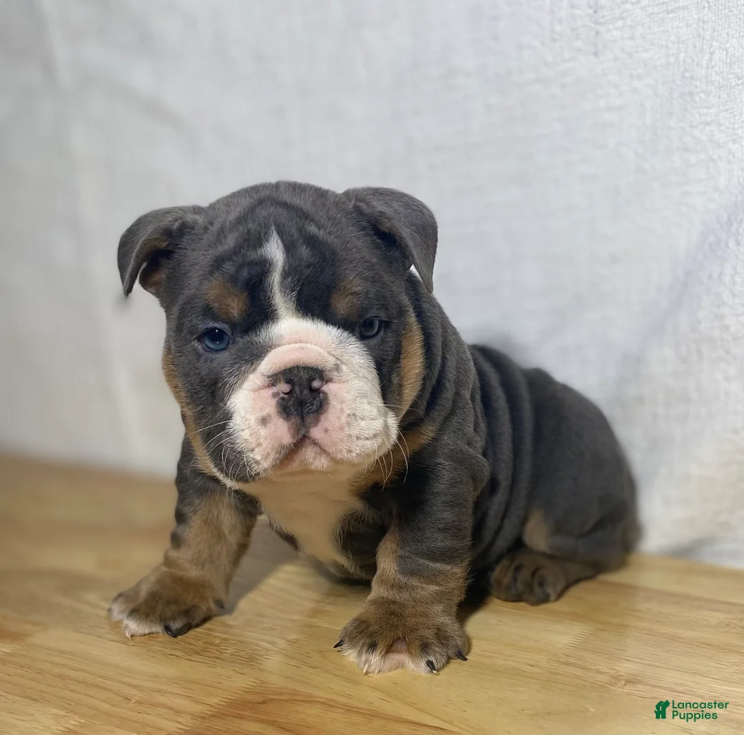 English Bulldog dogs for sale: Duke - Ad 2