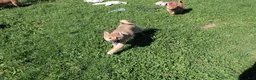 Shiba Inu dogs for sale: Chili - Ad 4