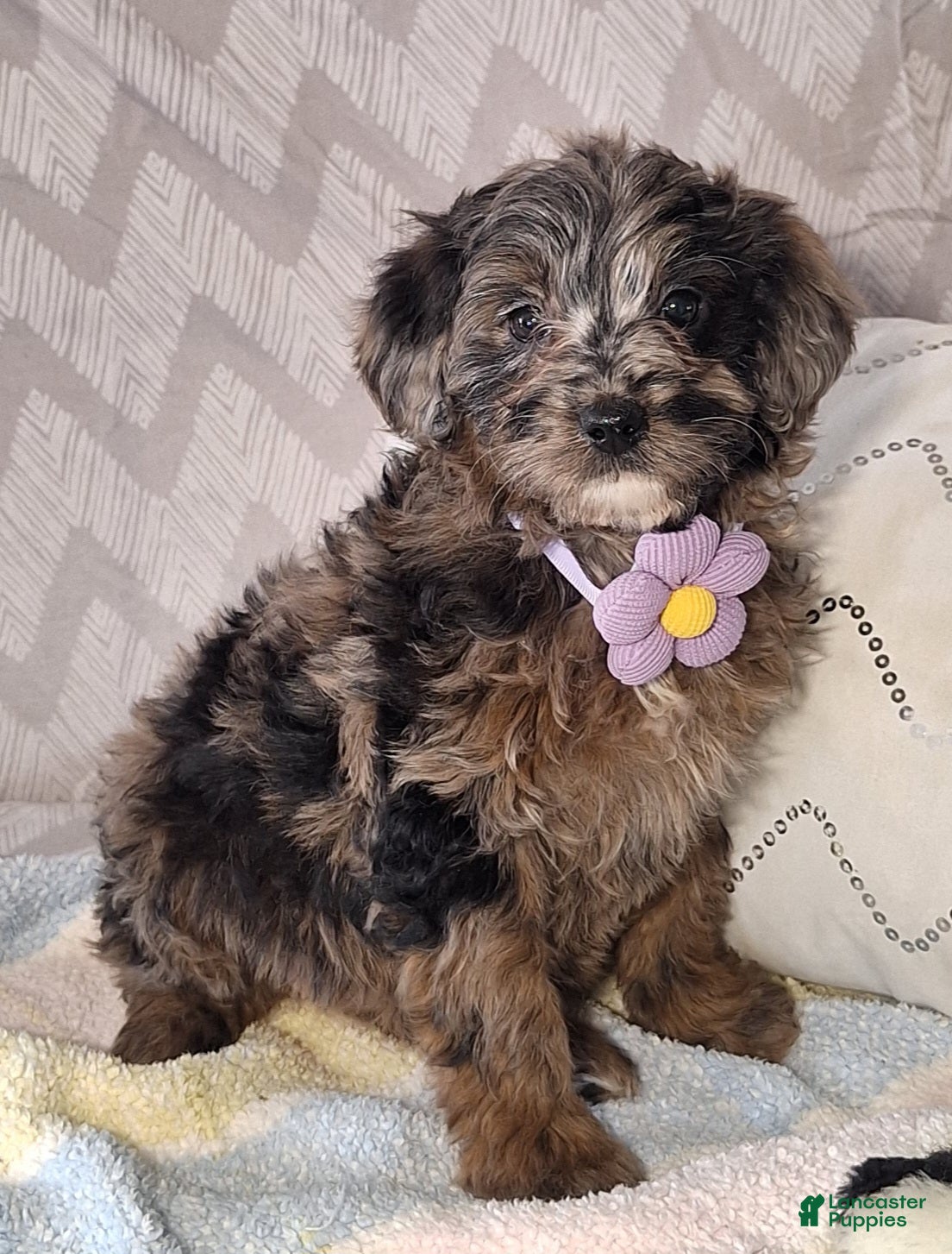 Mini Goldendoodle dogs Daisy - Ad 1