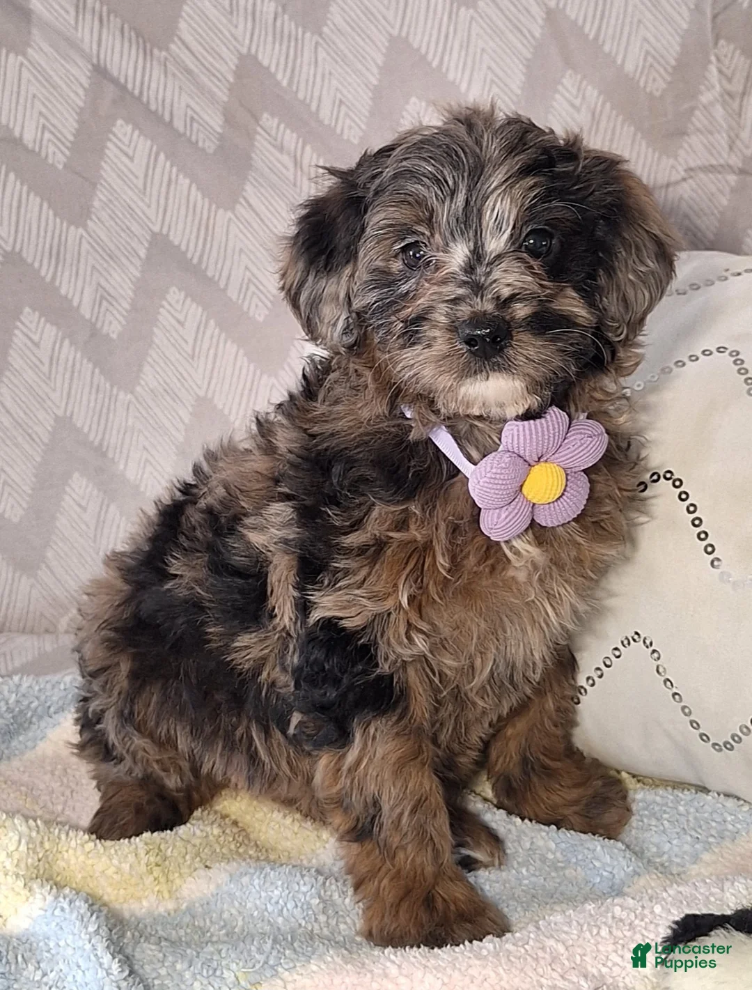 Mini Goldendoodle dogs for sale: Daisy - Ad 1