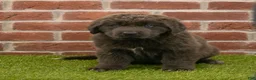 Newfoundland dogs for sale: Rosie - Ad 3