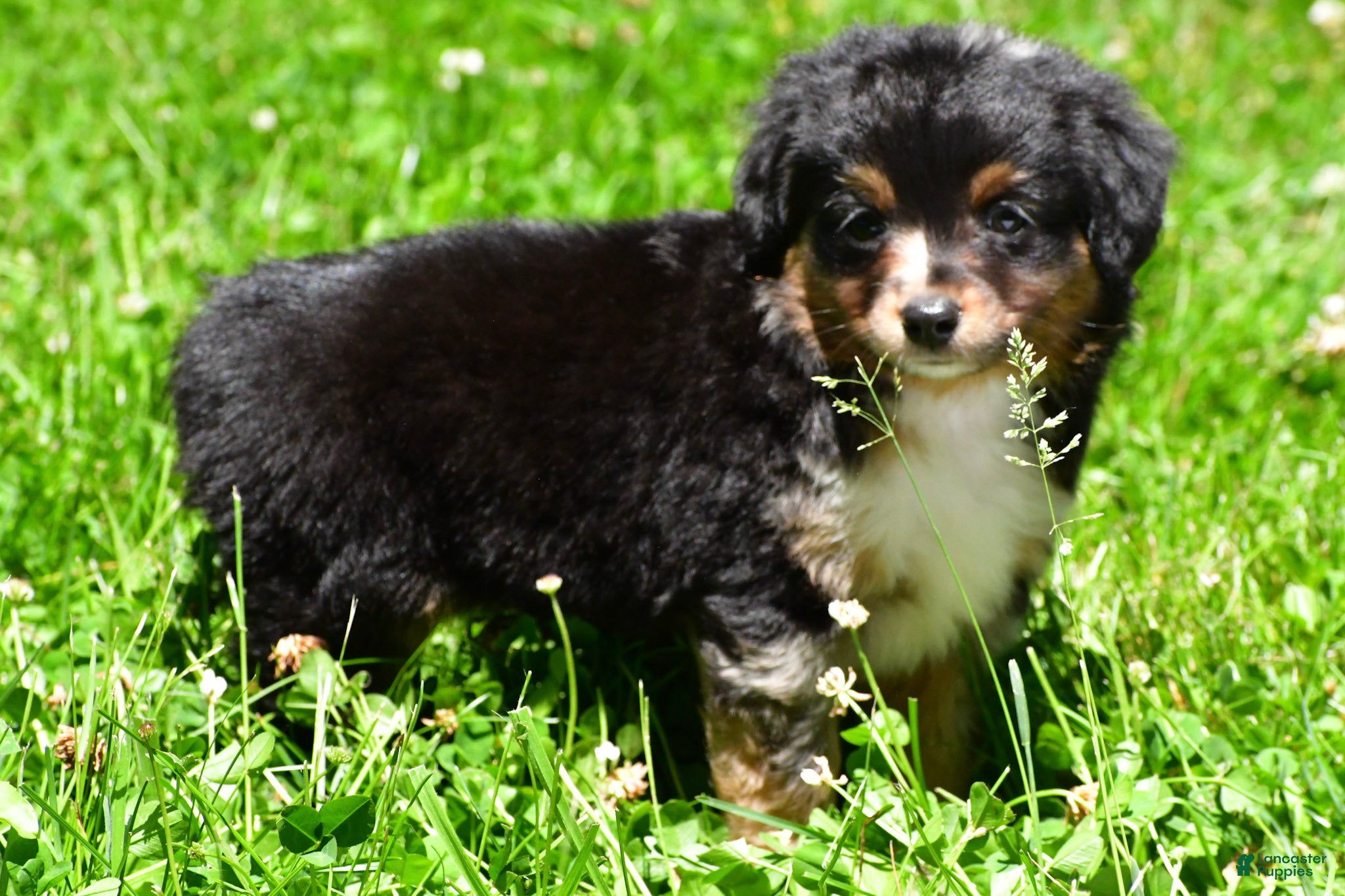 Miniature Australian Shepherd dogs Ford - Ad 2