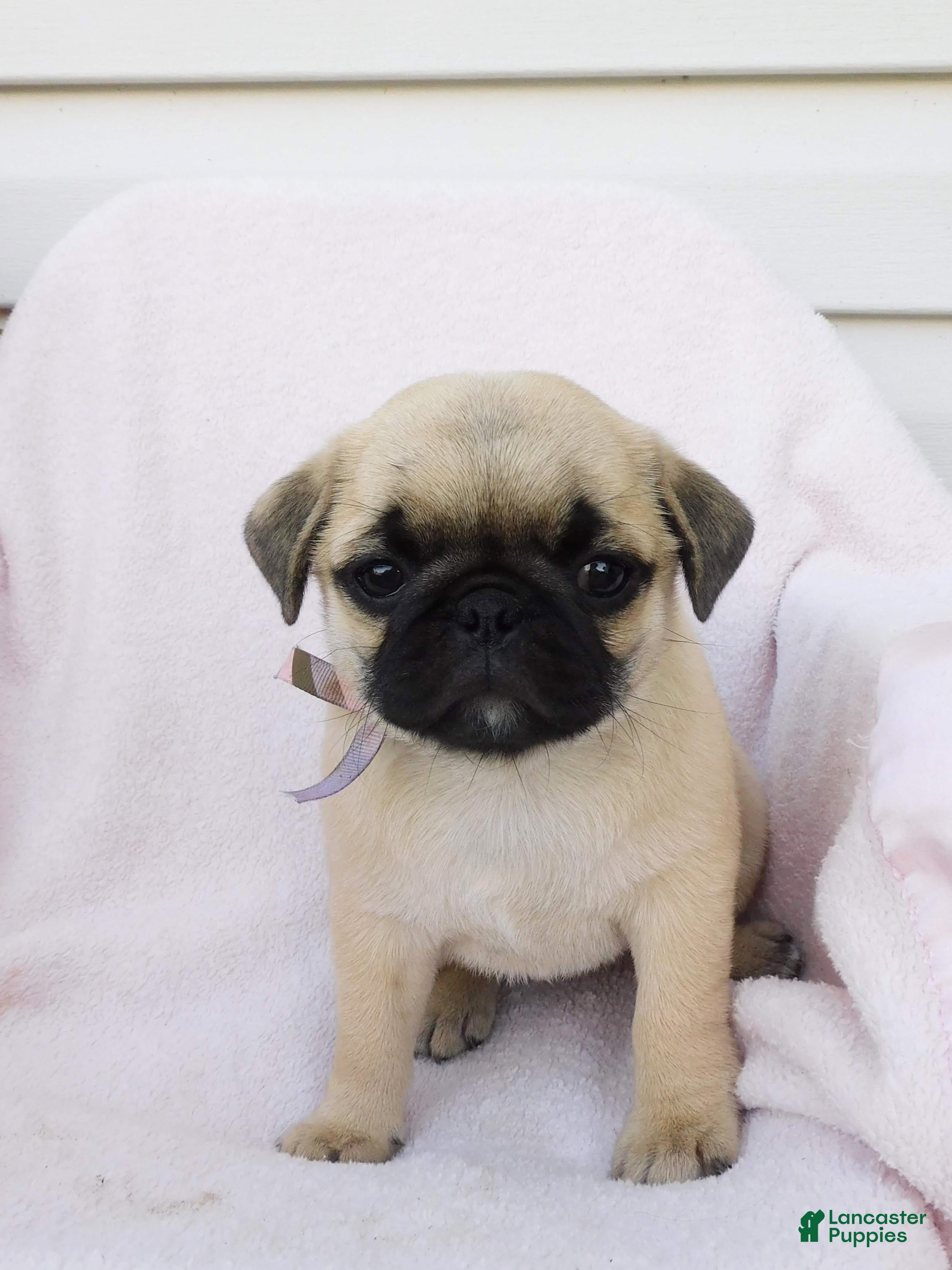 Pug dogs Evie - Ad 1