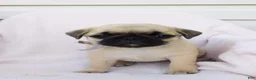 Pug dogs for sale: Evie - Ad 1
