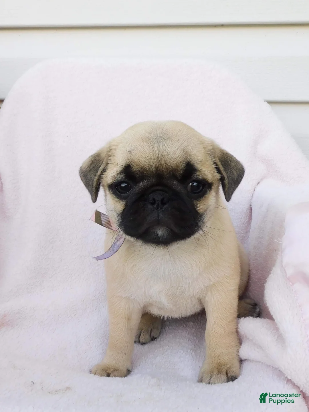 Pug dogs for sale: Evie - Ad 1