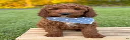 Irish Doodle dogs for sale: Copper - Ad 16