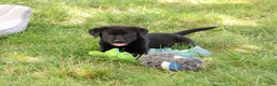 Labrador Retriever dogs for sale: Shawn  - Ad 8