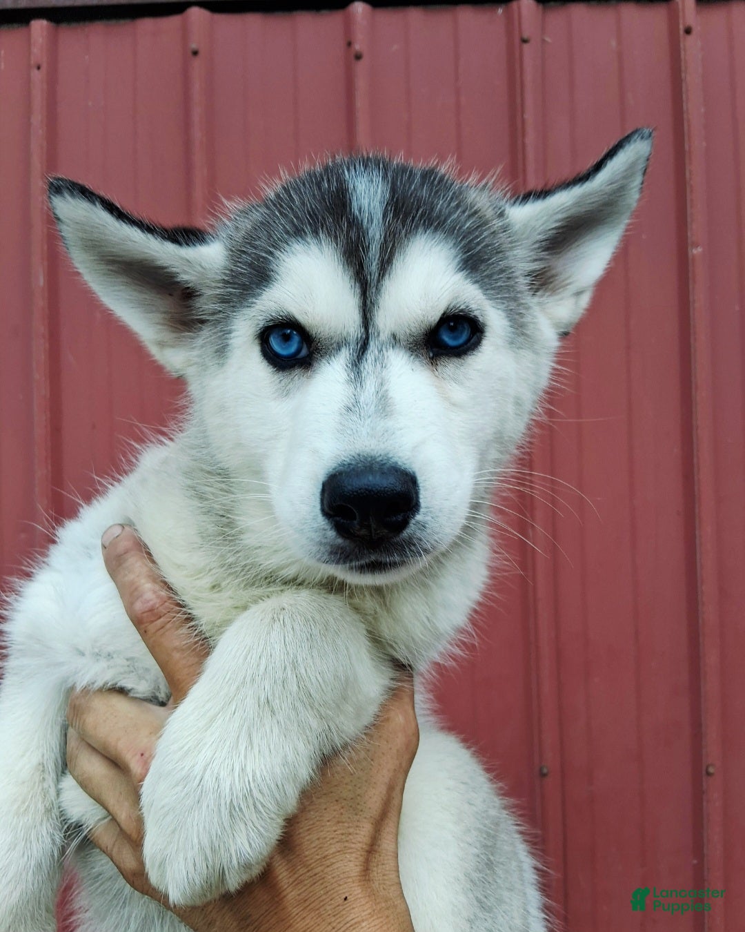 Siberian Husky dogs for sale: Daisy  - Ad 2