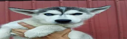 Siberian Husky dogs for sale: Daisy  - Ad 1