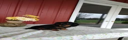 Miniature Dachshund dogs for sale: Felix - Ad 1