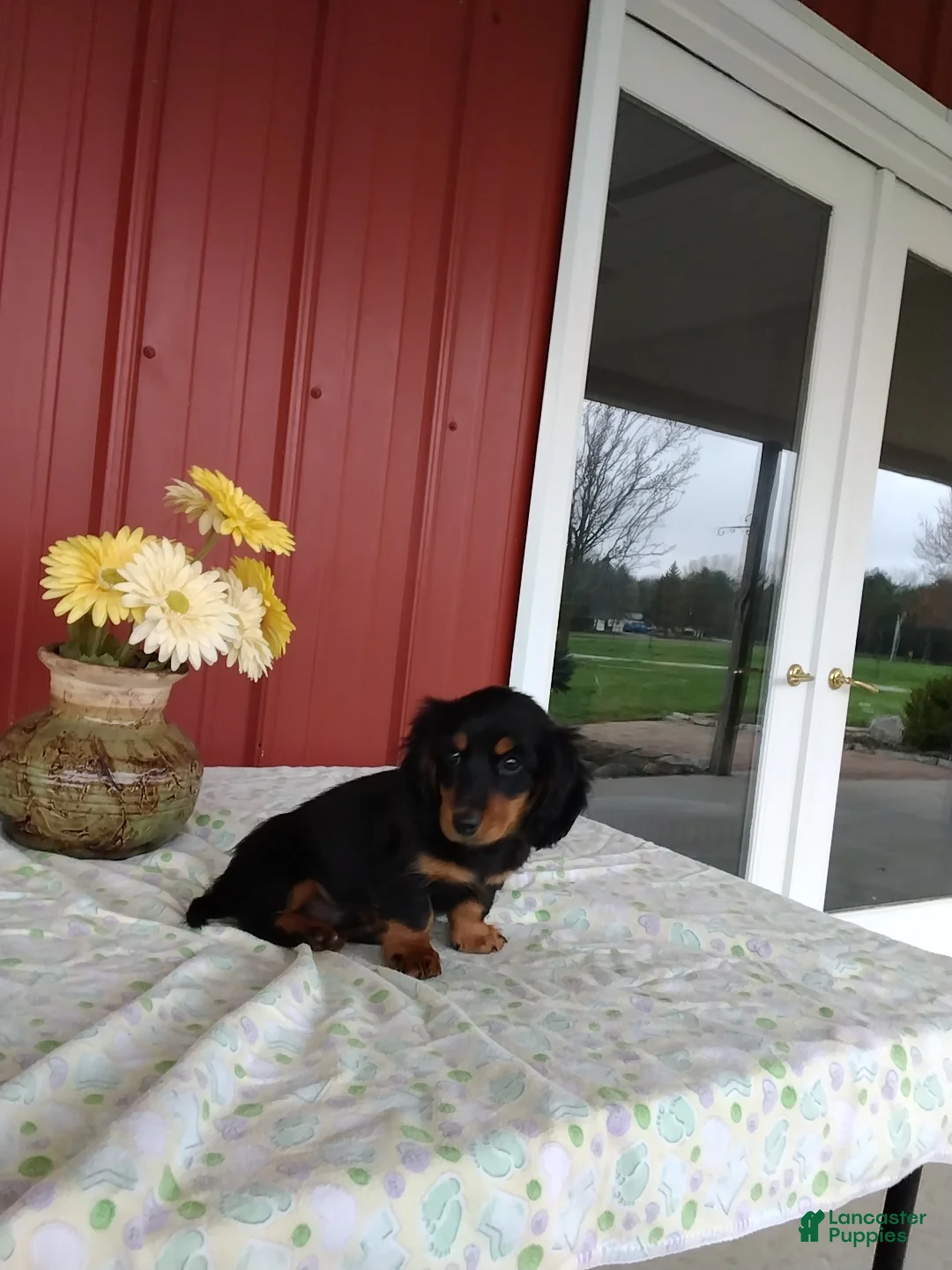 Miniature Dachshund dogs for sale: Felix - Ad 1