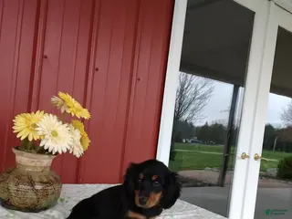 Miniature Dachshund dogs Felix - Ad 34