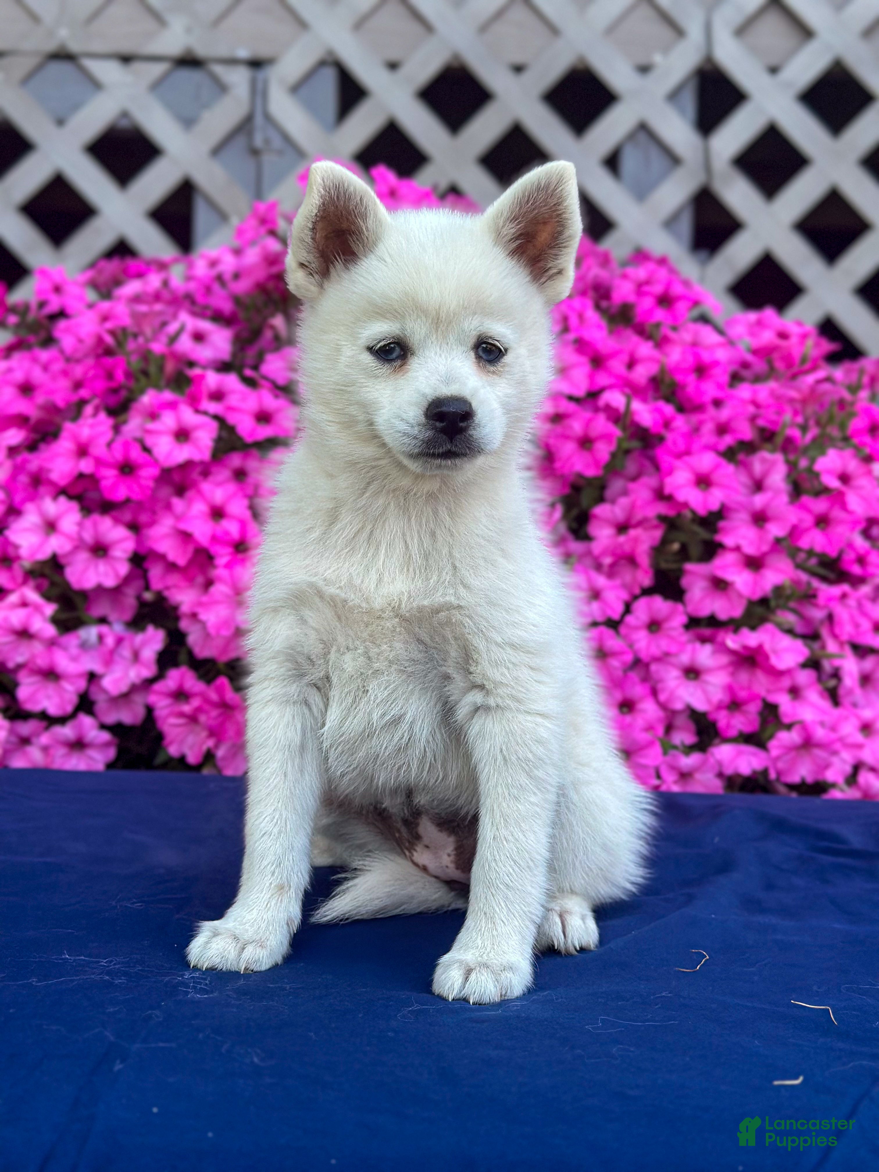 Pomsky dogs Sierra  - Ad 1