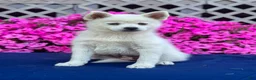 Pomsky dogs for sale: Sierra  - Ad 1